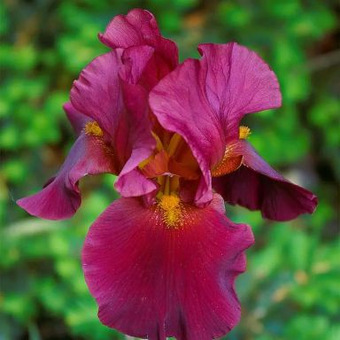 3 War Chief Reblooming Bearded Iris - Iris Germanica Bareroot